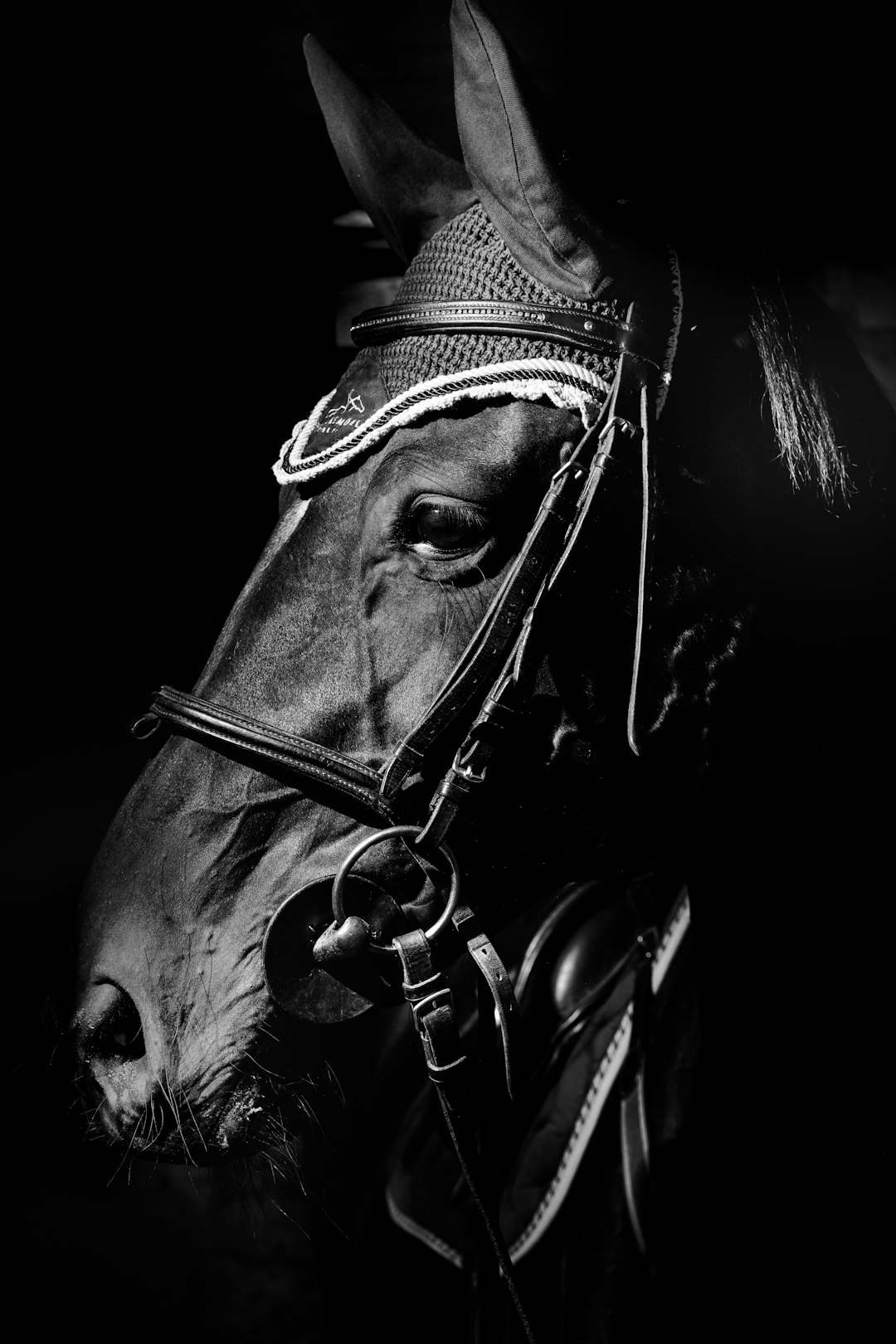 Elite thoroughbred