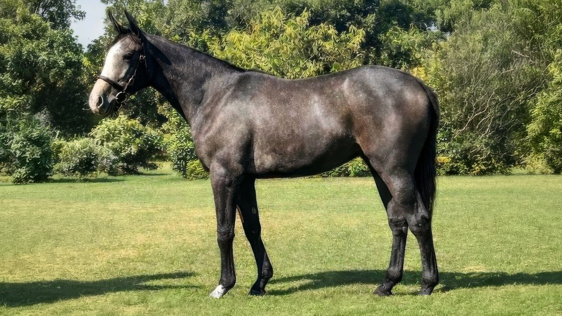 Grey Colt from Dashmesh Stud Farm