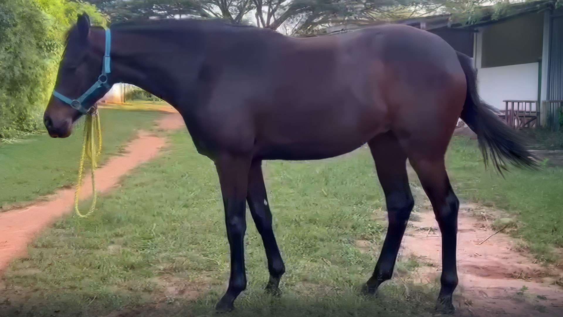 Bay Filly from Broadacres Stud Farm